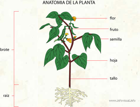 Anatomia de la planta